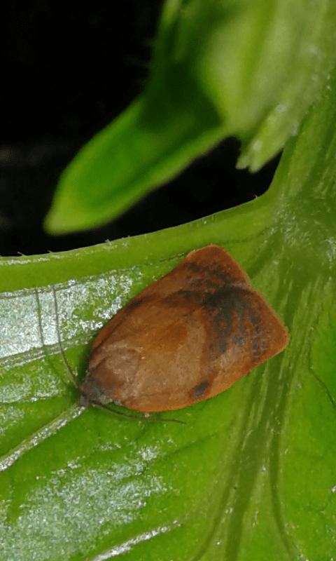 Cacoecimorpha pronubana (Tortricidae)?  S, maschio